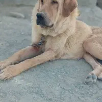 سگ پژدر مفقود|حیوانات|سنندج, |دیوار