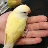 سه عدد طوطی برزیلی
