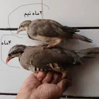 بلدرچین کوهی