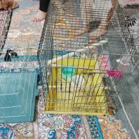 قفسه پرنده