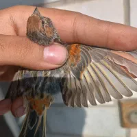 فروش سهره گل بسر نر مست شلاقی|پرنده|اهواز, کوی رمضان|دیوار