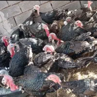 ۴۰۰ قطعه بوقلمون