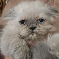 اسکاتیش پرشین بلو پوینت چشم ابی نر|گربه|تبریز, |دیوار