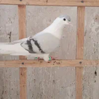 زاغ دمسفید نر چپ ساده مقبول|پرنده|شاندیز, |دیوار