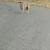 واگذاری ماده پژدر|سگ|اهر, |دیوار