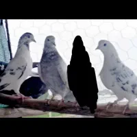 کبوتر