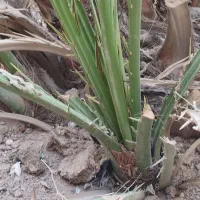 پاجوش برحی
