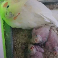 جوجه|حراج|سبزوار, قصبه شرقی|دیوار