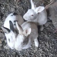 ۳تا خرگوش به فروش میرسد|موش و خرگوش|علی‌آباد کتول, |دیوار