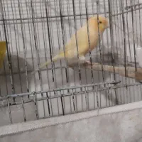 قناری نرو ماده