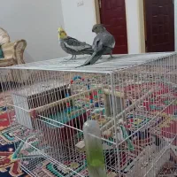 عروس هلندی نرو ماده|پرنده|مشهد, شهرک مهرگان|دیوار