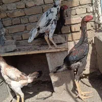 خروس مرغ اوشامو|حیوانات مزرعه|آبیک, |دیوار