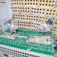کبوتر پرشی تیدی گلدن تهرانی