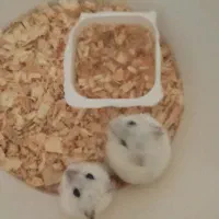 همستر های کوچولوی خانگی