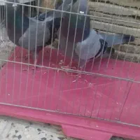 کفتر سبز پرشی