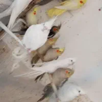 طوطی عروس هلندی