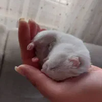 همستر سفید همراه با لوازم