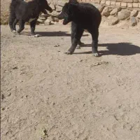 توله لاس قدرحونی|سگ|داران, |دیوار