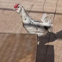 خروس گلین کمر طوسی ریشو چهل تاج
