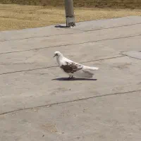 نر یکت