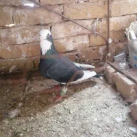 کفتر|پرنده|تربت‌حیدریه, پائین ولایت|دیوار