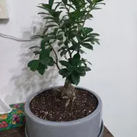 گل بونسای جسینگ آپارتمانی