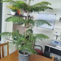 گل مطبق بزرگ
