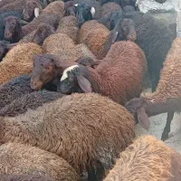 حیوانات