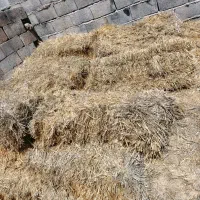 پرس گندم