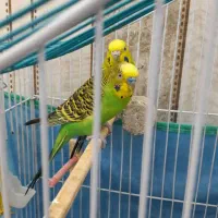 مرغ عشق و با تمام وسایل