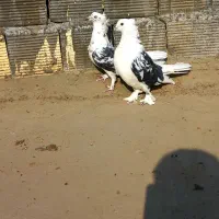 نر و ماده دوکتی اصفهانی سر قدیم|پرنده|برخوار, |دیوار