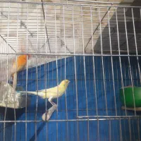 قناری جفت ب شرط و ضمانت جوجه