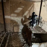 یال سیاه گلدار