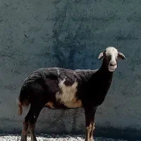 گوسفند کشتاری قربانی و یا داشتی بفروش می‌رسد