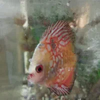 ماهی آکواریوم شیرین دیسکس|ماهی|گرگان, |دیوار