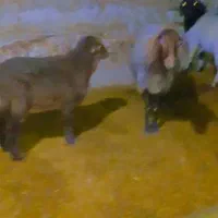 ۵راس گوسفند زایده