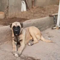 توله ۵ ماهه