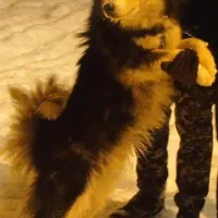 هاسکی مالاموت