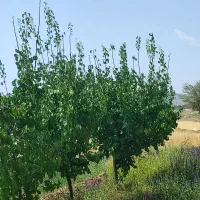 نهالستان تازه کند اخوند|خدمات باغبانی و درختکاری|یامچی, |دیوار