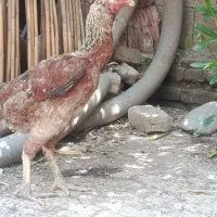 مرغ لاری اصیل معاوضه با جوجه خروس