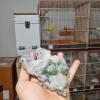 طوطی گرینچیک سرلاکی