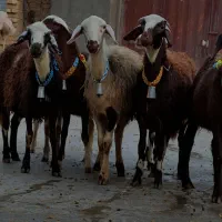 بره ماده عتیقه