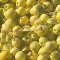 سیب سفید