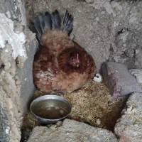 مرغ  و جوجه کوردی