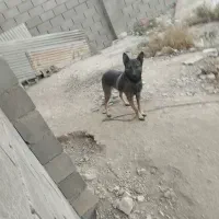 سگ مالینویزنگهبان