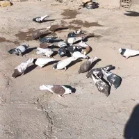 کبوتر همه خوب جفتی دو تومن