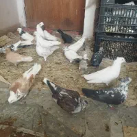 کفتر زمینی و هوا