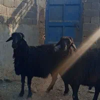 قوچ میش بز|حیوانات مزرعه|اژیه, |دیوار