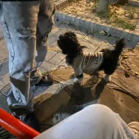 واگذاری|سگ|مشهد, ارشاد|دیوار