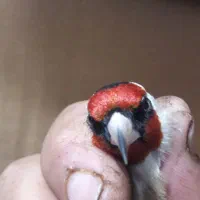 سهره گل بلند|پرنده|قم, شاه ابراهیم|دیوار